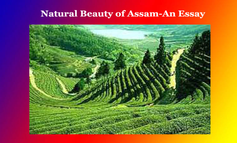 Natural Beauty of Assam-An Essay